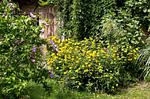 Ferienwohnung Gänseblume Waren (Müritz) - der Garten - Gänseblume - Top-Hundeurlaub