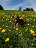Landhaus Wildschütz in Jungholz/Tirol - Top-Hundeurlaub