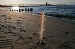 Ferienwohnung Seebär in Zingst - Zingster Strand in der direkten Umgebung - Seebär - Top-Hundeurlaub