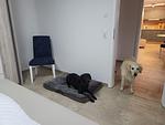 Schlafzimmer - Altenkirchen - Fewo Lanckensburg 2 - Top-Hundeurlaub