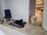 Schlafzimmer - Altenkirchen - Fewo Lanckensburg 2 - Top-Hundeurlaub