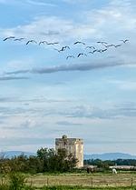 Landschaft - Ferienwohnung La Camargue - Top-Hundeurlaub