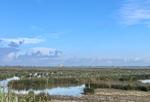 Landschaft - Ferienwohnung La Camargue - Top-Hundeurlaub