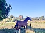 Landschaft - Ferienwohnung La Camargue - Top-Hundeurlaub