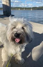 Eco Lodges  - Top-Hundeurlaub