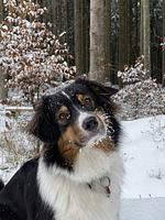 Eco Lodges  - Top-Hundeurlaub