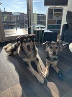 Eco Lodges  - Top-Hundeurlaub