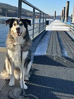 Eco Lodges  - Top-Hundeurlaub