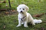 Swiss Historic & Garten Hotel*** Villa Carona - Top-Hundeurlaub