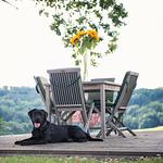 Hotel das Eisenberg  - Top-Hundeurlaub