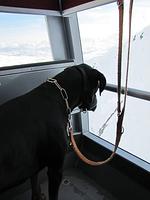 apartments gosaukamm.com - Top-Hundeurlaub