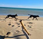 Strandnahes Ferienhaus mit Wintergarten unter Pinien - Top-Hundeurlaub