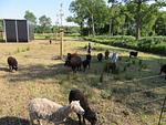 Happyness FeWo Smarthome - Top-Hundeurlaub