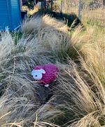 3100 - Kuhns Strandhus/Grömitz - Top-Hundeurlaub