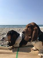 Meerblick - Ferienwohnung KWE 32EG - Top-Hundeurlaub