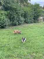 Schicke Fewo Philippsburg - Top-Hundeurlaub