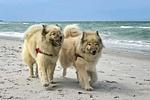Wellenreiter - Top-Hundeurlaub