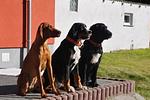 Waldhaus I (Haushälfte) - Top-Hundeurlaub