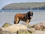 Allegra - Top-Hundeurlaub