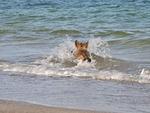 Allegra - Top-Hundeurlaub