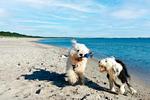 Seemöwe - Top-Hundeurlaub