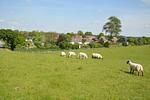 Deichgraf (Haushälfte) - Top-Hundeurlaub