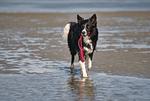 Deichgraf (Haushälfte) - Top-Hundeurlaub