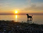 Landschaft - Apartment 21 Kappeln - Top-Hundeurlaub
