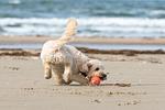 Landschaft - Ferienhaus Albatros Woggon - Top-Hundeurlaub