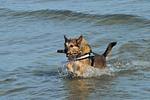 Aufschwung II (Haushälfte) - Top-Hundeurlaub