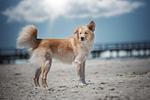Aufschwung I (Haushälfte) - Top-Hundeurlaub