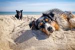 Ostseetraum - Top-Hundeurlaub