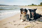 Ostseetraum - Top-Hundeurlaub