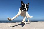 Ostseetraum - Top-Hundeurlaub