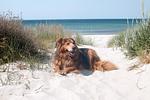 Rügenblick (Haushälfte) - Top-Hundeurlaub
