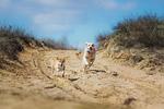 Rügenblick (Haushälfte) - Top-Hundeurlaub