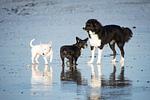 Pfötchenparadies I - Top-Hundeurlaub