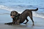 Pfötchenparadies I - Top-Hundeurlaub