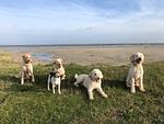 Pfötchenparadies I - Top-Hundeurlaub
