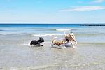 Sommerlust - Top-Hundeurlaub