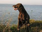 Sommerlust - Top-Hundeurlaub