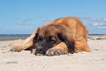 Kröslin - Top-Hundeurlaub
