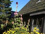 Garten - Ferienwohnung Malvenhaus - Top-Hundeurlaub