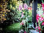 Garten - Ferienwohnung Malvenhaus - Top-Hundeurlaub