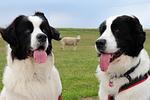 Diekhuus (Haushälfte) - Top-Hundeurlaub
