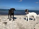 Möwennest - Top-Hundeurlaub
