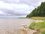 Ostseewellen II (Haushälfte) - Top-Hundeurlaub