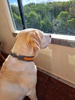 Dekoratives Detail - Ferienwohnung FW7/39 - Top-Hundeurlaub