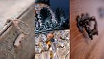 Dekoratives Detail - LITZKOW 14203 - Top-Hundeurlaub