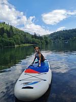 Kleine Idylle im Nordschwarzwald - Top-Hundeurlaub